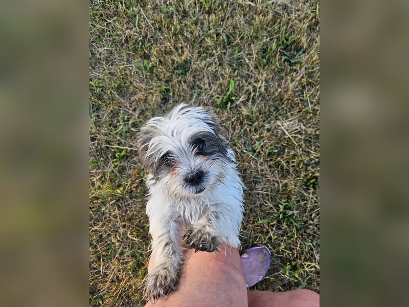 Shih Tzu Mix Welpen vom 18.03.25