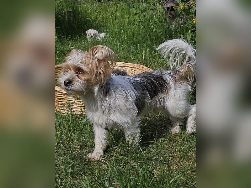 Shih Tzu Mix Welpen vom 18.03.25