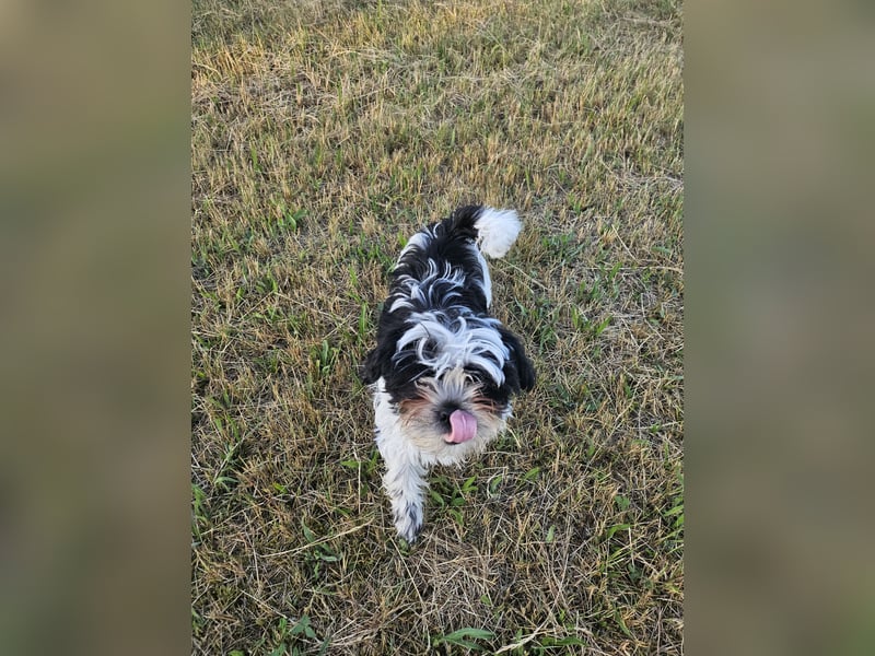 Shih Tzu Mix Welpen vom 18.03.25