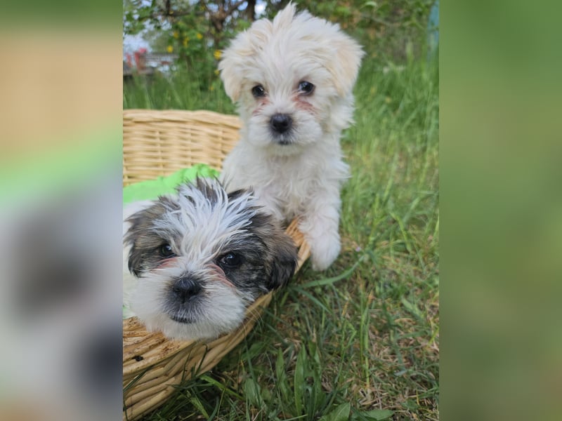 Shih Tzu Mix Welpen vom 18.03.25
