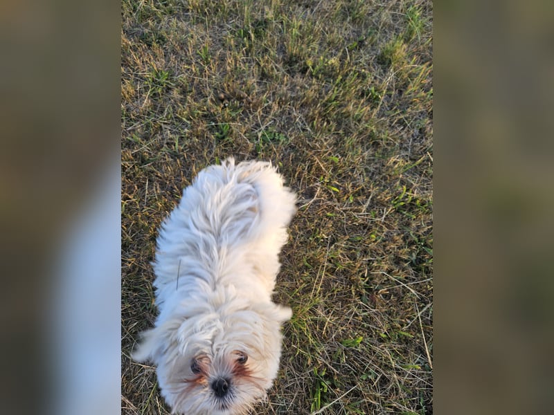 Shih Tzu Mix Welpen vom 18.03.25