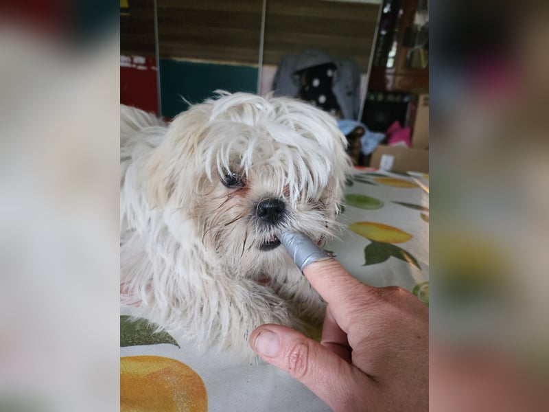 Shih Tzu Mix Welpen vom 18.03.25