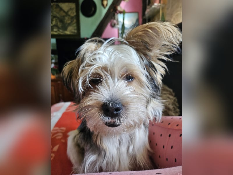 Shih Tzu Mix Welpen vom 18.03.25