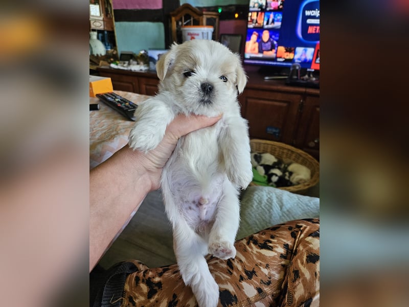 Shih Tzu Mix Welpen vom 18.03.25