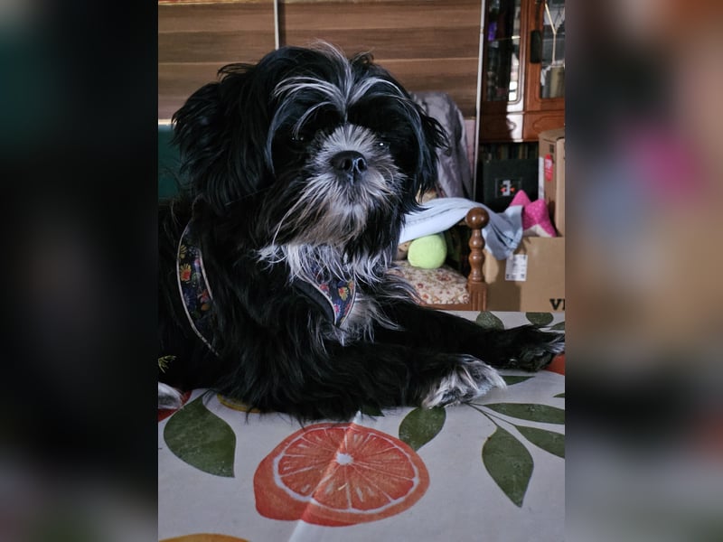 Shih Tzu Mix Welpen vom 18.03.25