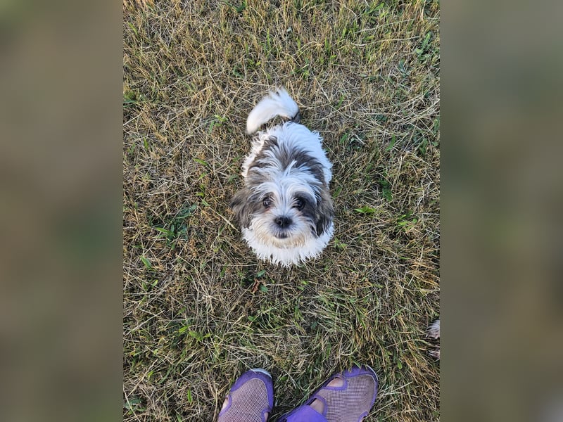 Shih Tzu Mix Welpen vom 18.03.25