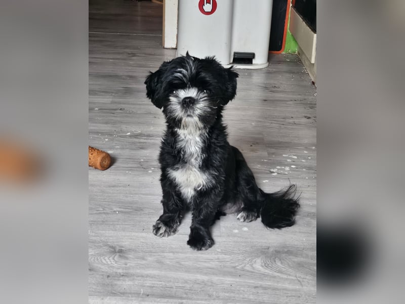 Shih Tzu Mix Welpen vom 18.03.25