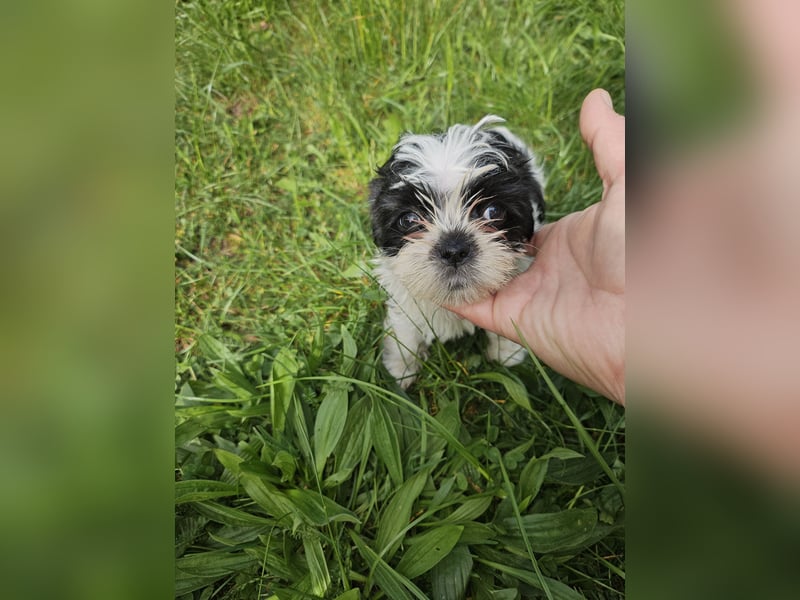 Shih Tzu Mix Welpen vom 18.03.25