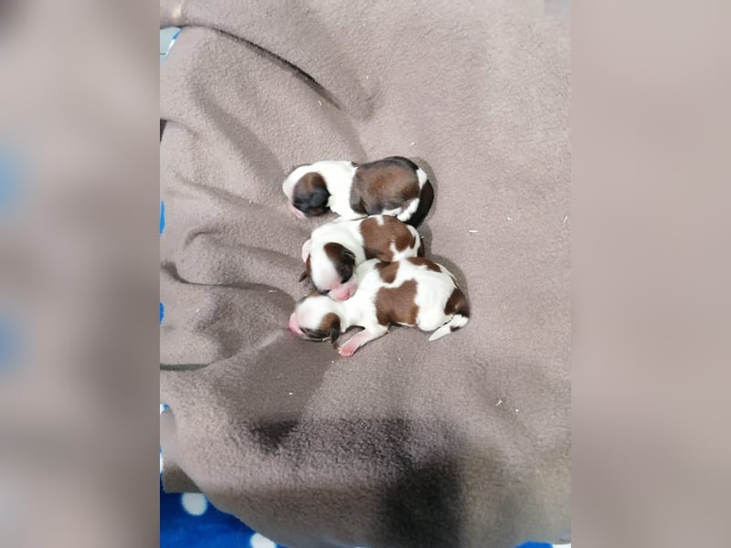 Shih Tzu Welpen