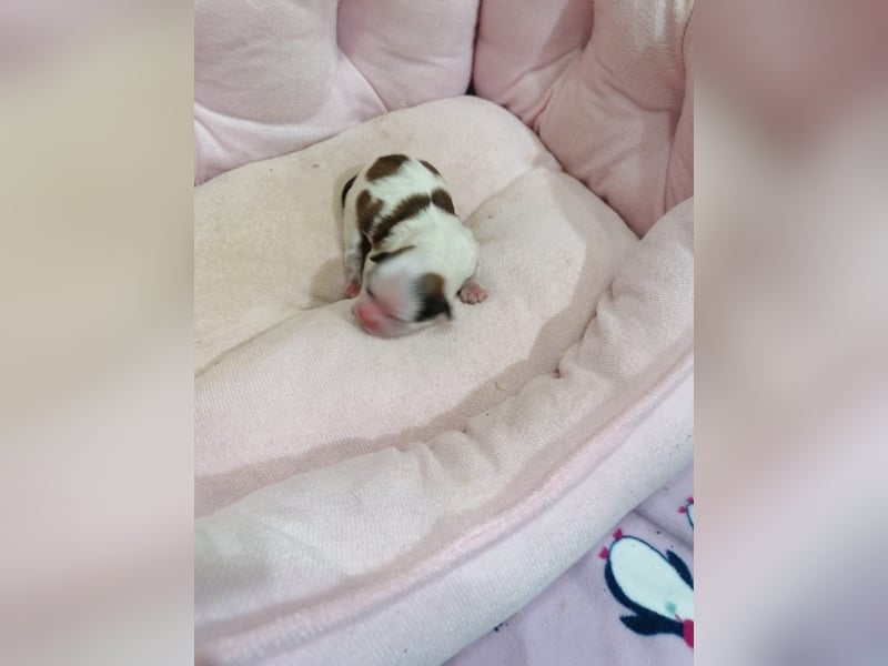 Shih Tzu Welpen