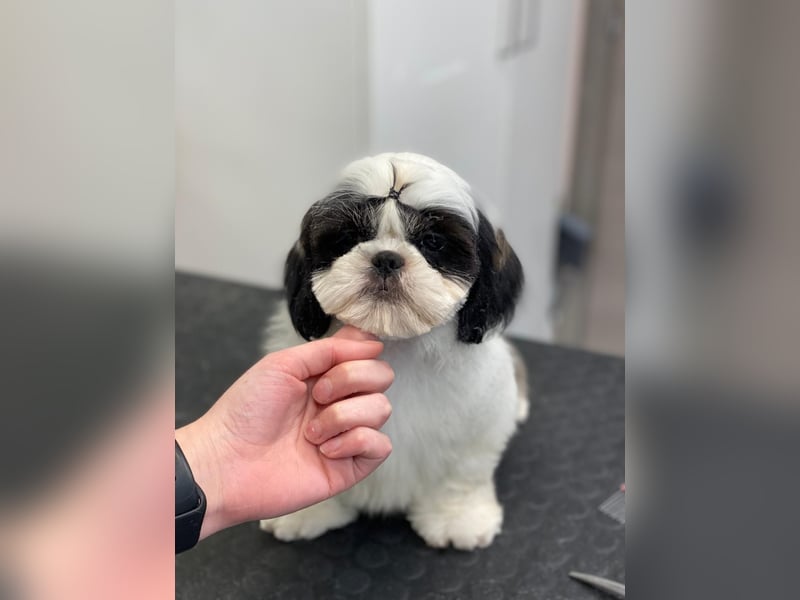 Shih Tzu Welpen Rüden