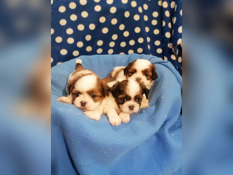 Shih Tzu Welpen