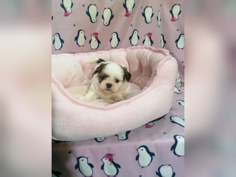 Shih Tzu Welpen