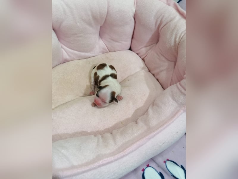 Shih Tzu Welpen