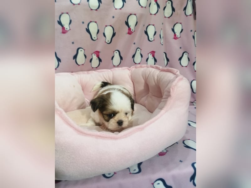 Shih Tzu Welpen