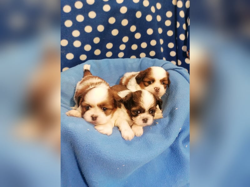 Shih Tzu Welpen