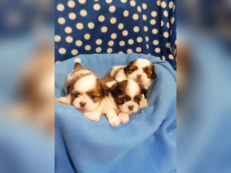 Shih Tzu Welpen