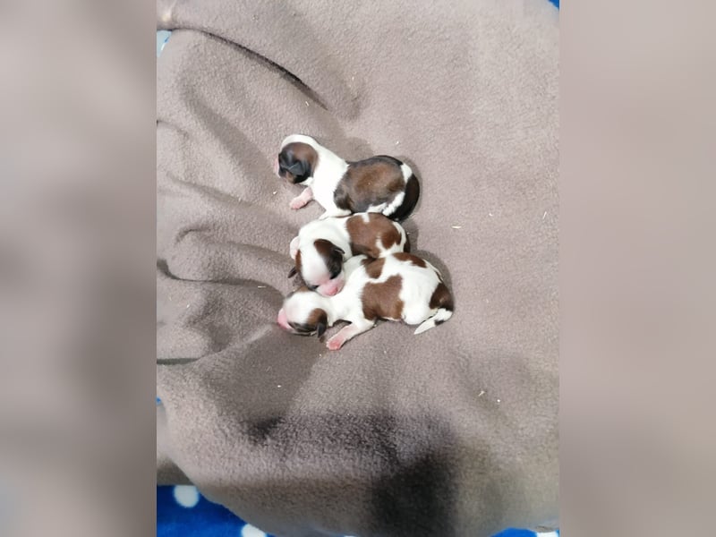 Shih Tzu Welpen