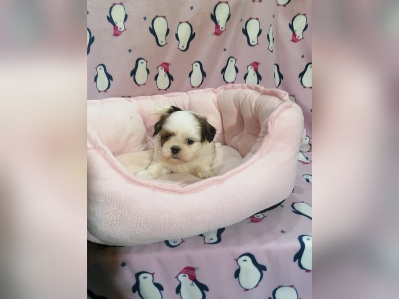 Shih Tzu Welpen