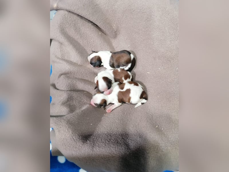 Shih Tzu Welpen