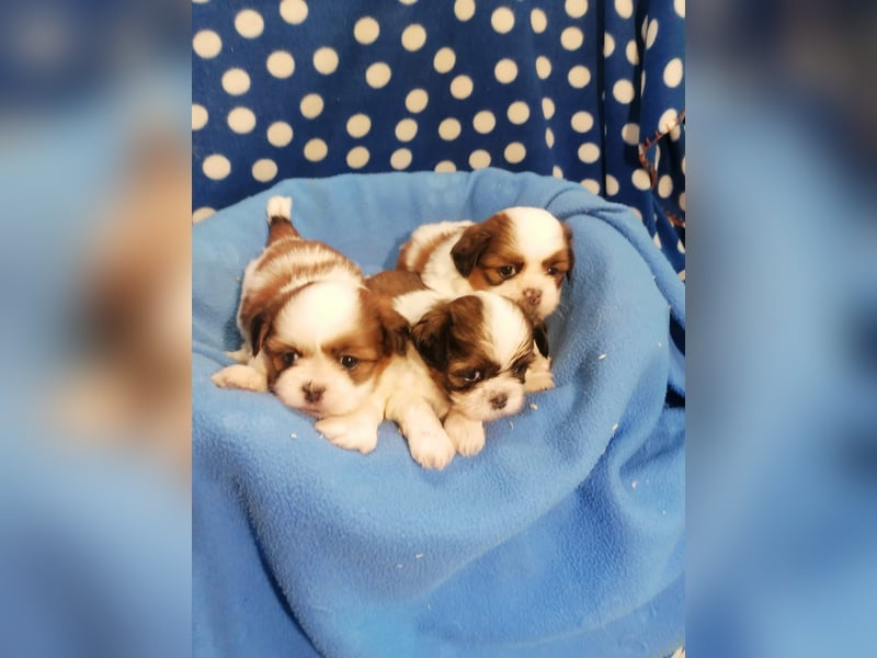 Shih Tzu Welpen