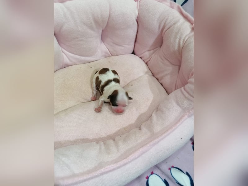 Shih Tzu Welpen