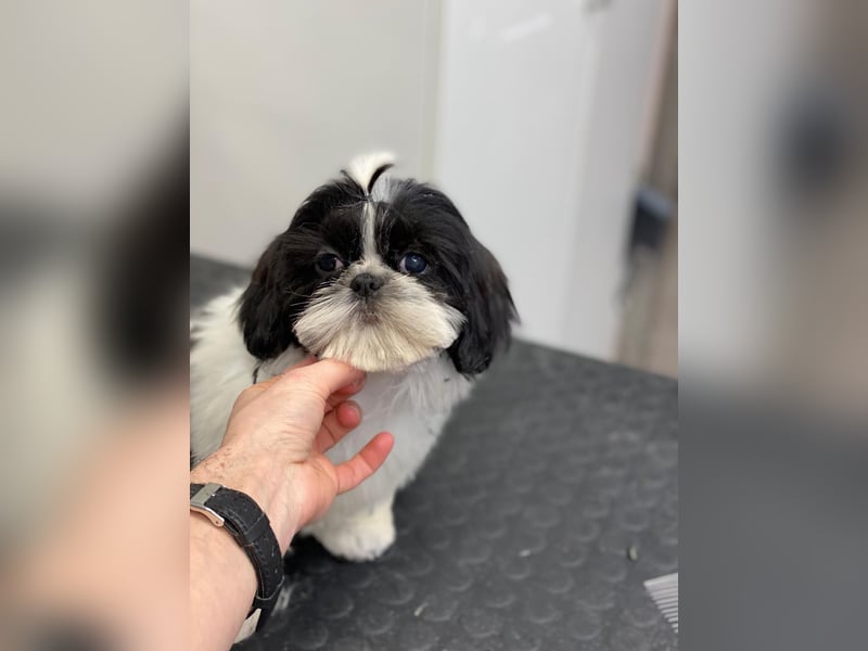 Shih Tzu Welpen Rüden