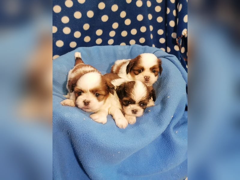 Shih Tzu Welpen