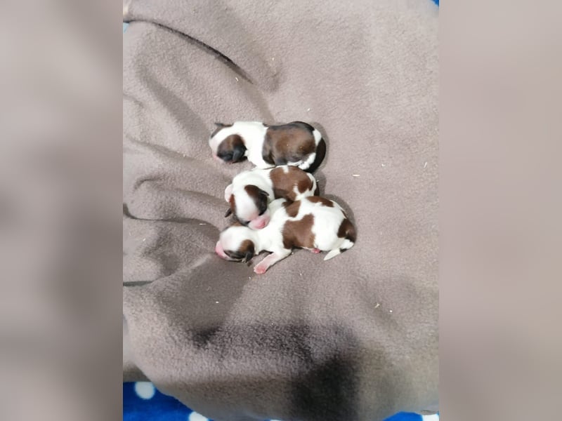 Shih Tzu Welpen