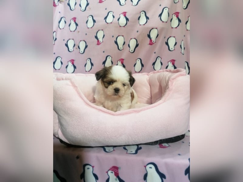 Shih Tzu Welpen