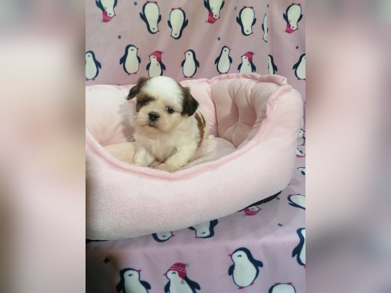 Shih Tzu Welpen