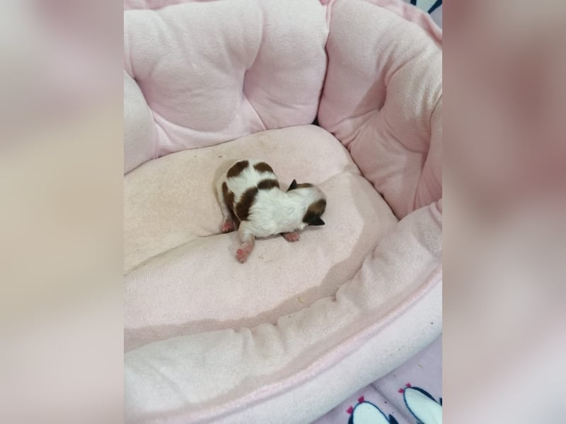 Shih Tzu Welpen