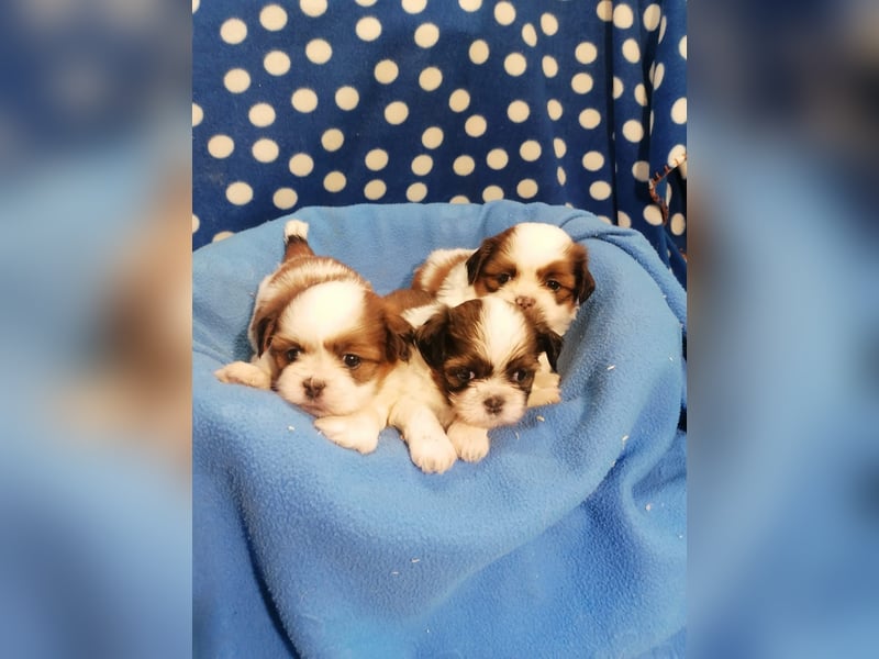 Shih Tzu Welpen
