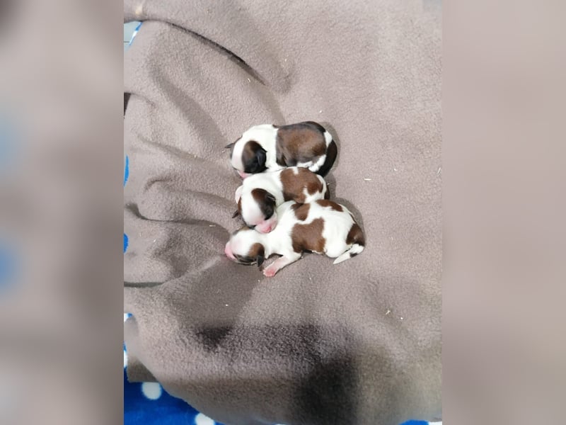 Shih Tzu Welpen