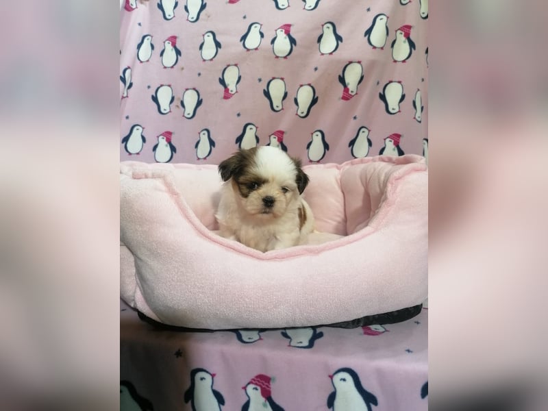 Shih Tzu Welpen