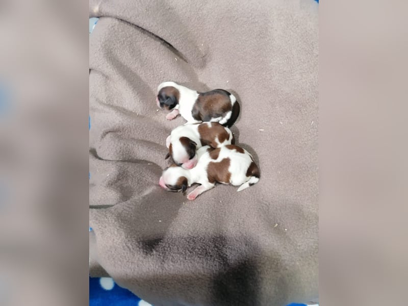 Shih Tzu Welpen