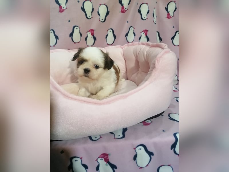 Shih Tzu Welpen