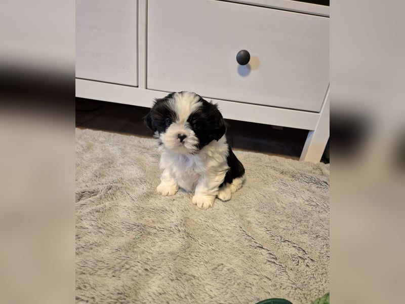 Shih - Tzu Welpen