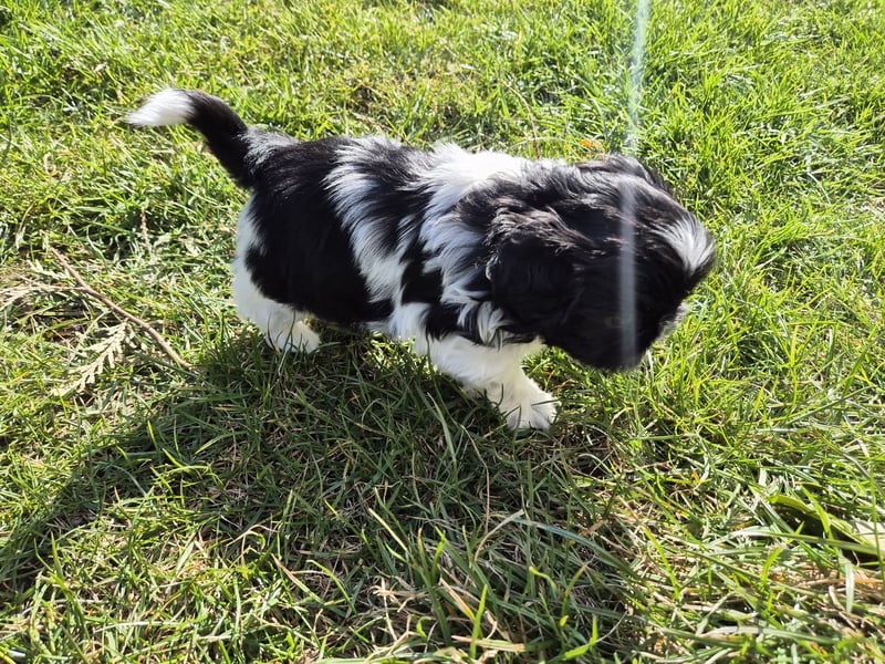 Shih - Tzu Welpen