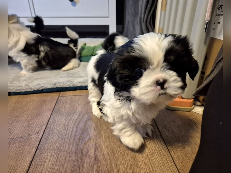 Shih - Tzu Welpen