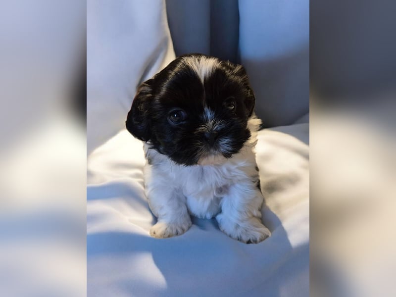 Shih - Tzu Welpen