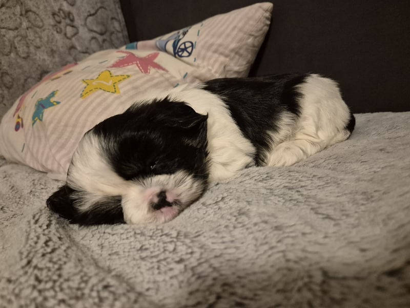 Shih - Tzu Welpen