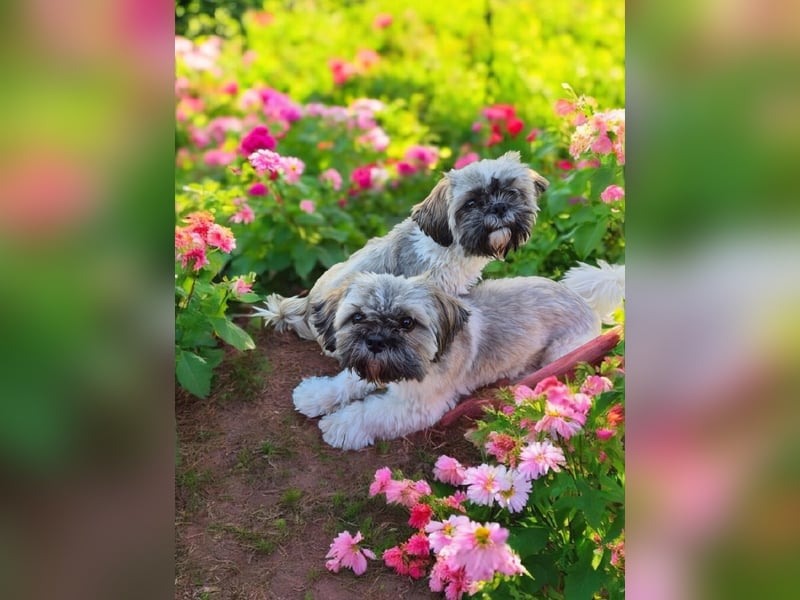 Shih - Tzu Welpen