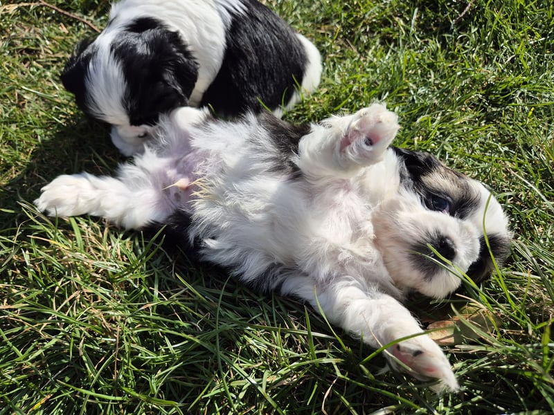 Shih - Tzu Welpen