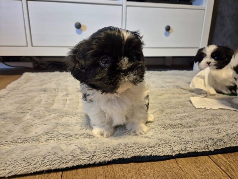 Shih - Tzu Welpen