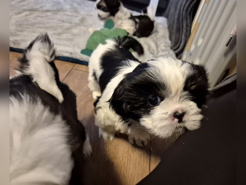 Shih - Tzu Welpen