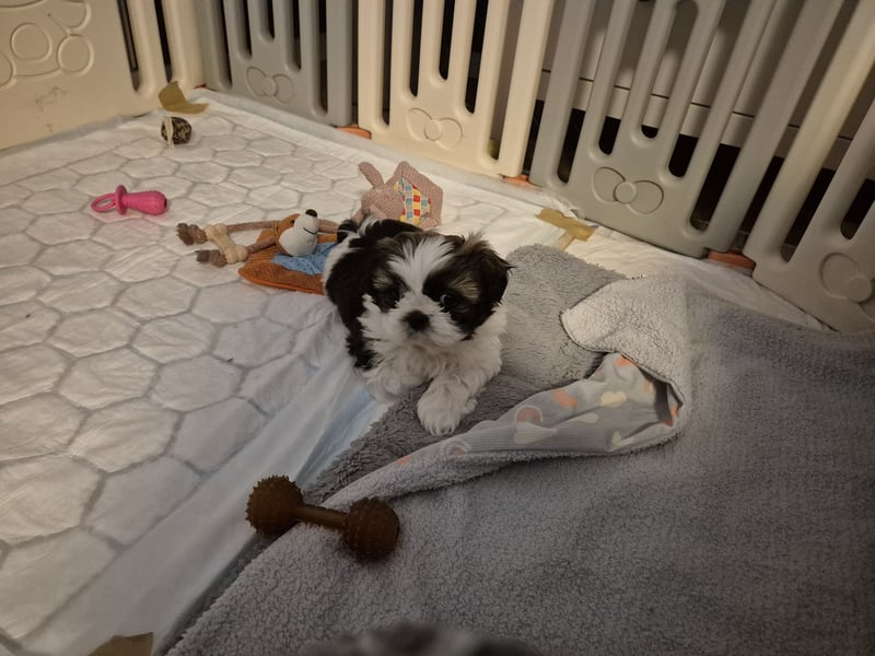 Shih - Tzu Welpen