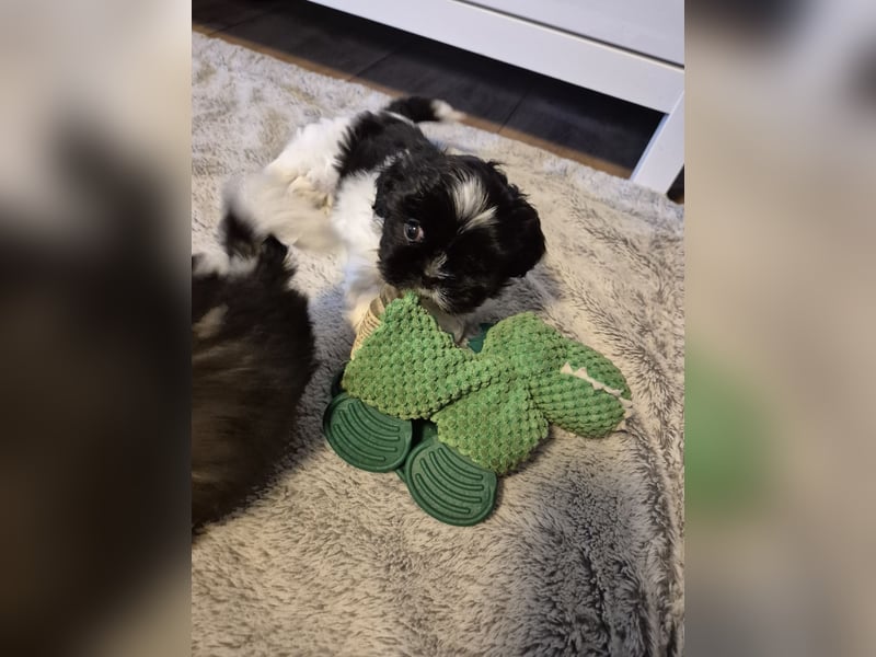 Shih - Tzu Welpen
