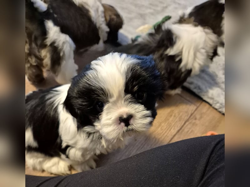 Shih - Tzu Welpen