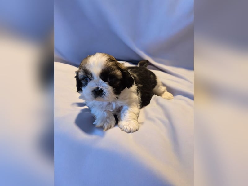 Shih - Tzu Welpen